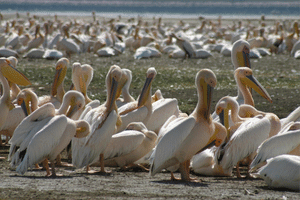 lake-nakuru6