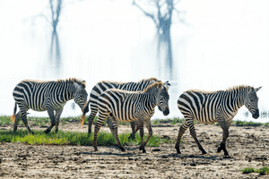 lake-nakuru7