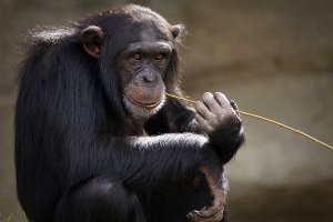 chimpazeessanctuary1