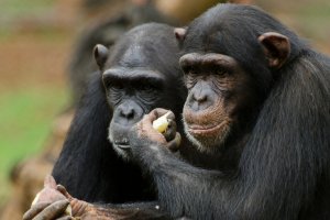 chimpazeessanctuary2