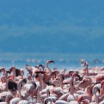 lake-nakuru