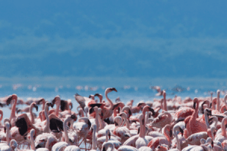 lake-nakuru