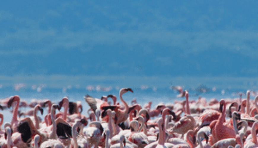 lake-nakuru