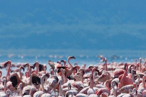 lake-nakuru