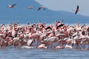 lake-nakuru2