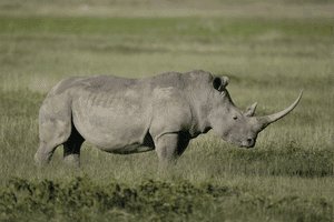 lake-nakuru5