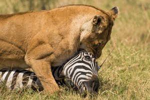 maasa-mara8