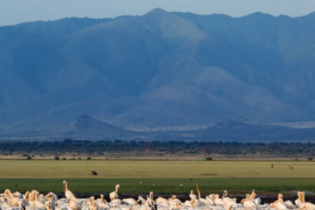 lmanyara