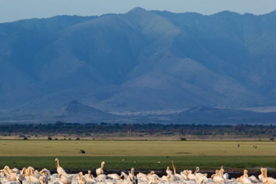 lmanyara